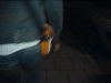 dsc00001-_medium_.jpg